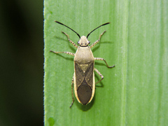 Catorhintha selector