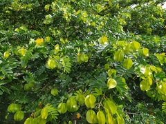 Gonopterodendron arboreum