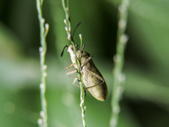 Catorhintha selector