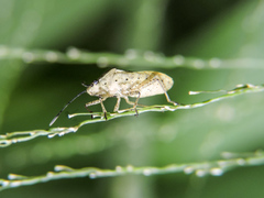 Catorhintha selector