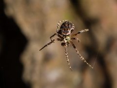 Cryptaranea atrihastula