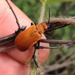 Tetraonyx frontalis