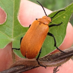 Tetraonyx frontalis