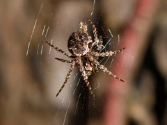 Cryptaranea atrihastula