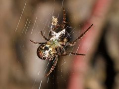 Cryptaranea atrihastula