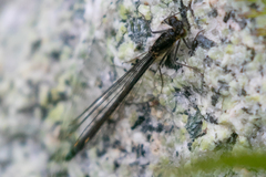 Ischnura cervula