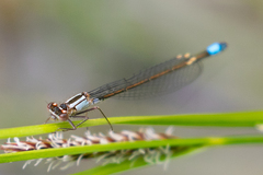 Ischnura cervula
