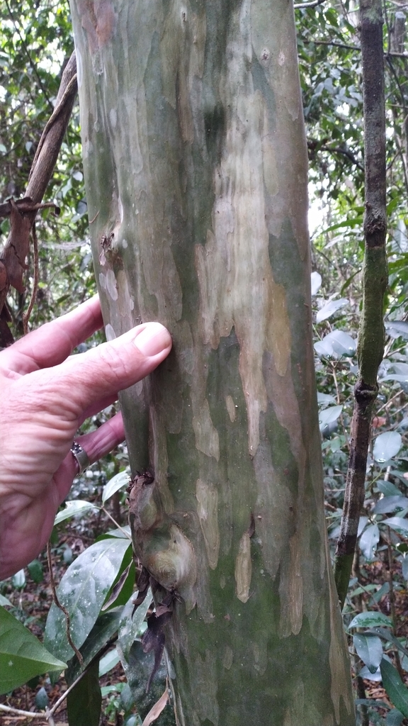 Gossia shepherdii