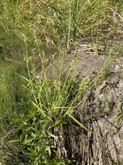 Fuirena simplex simplex