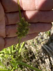 Fuirena simplex simplex
