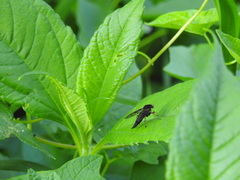 Chrysopilus velutinus