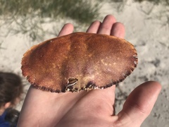 Metacarcinus novaezelandiae