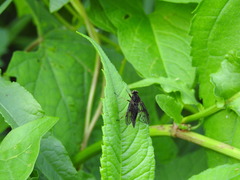 Chrysopilus velutinus