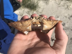 Metacarcinus novaezelandiae