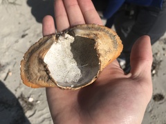 Metacarcinus novaezelandiae