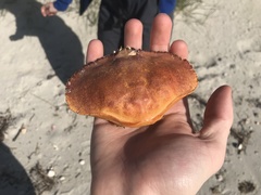 Metacarcinus novaezelandiae