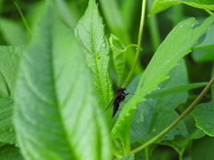 Chrysopilus velutinus