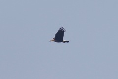 Haliaeetus leucoryphus