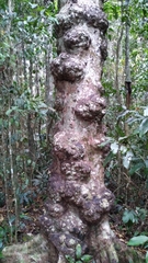 Syzygium cormiflorum
