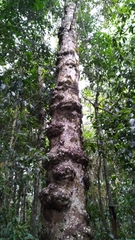 Syzygium cormiflorum