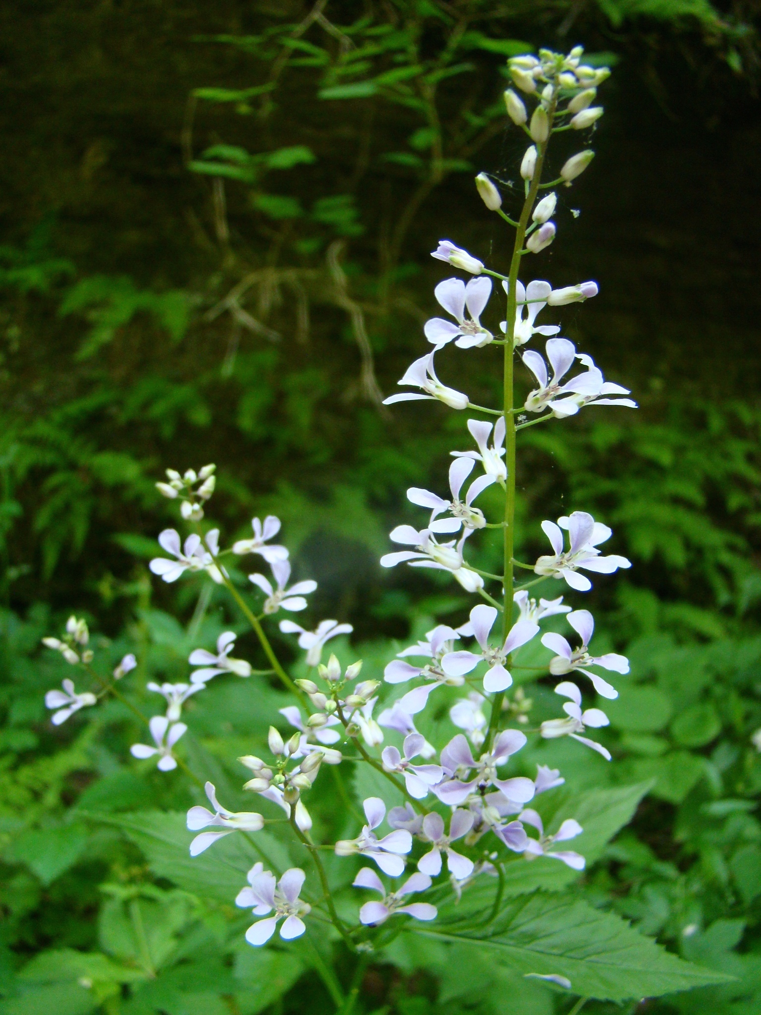 Iodanthus pinnatifidus