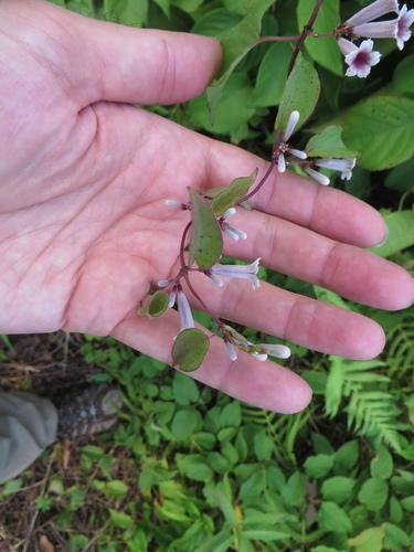 Image of Paederia cruddasiana by (c) Ben Machado, some rights reserved (CC BY)