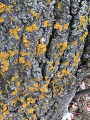 Xanthomendoza fallax