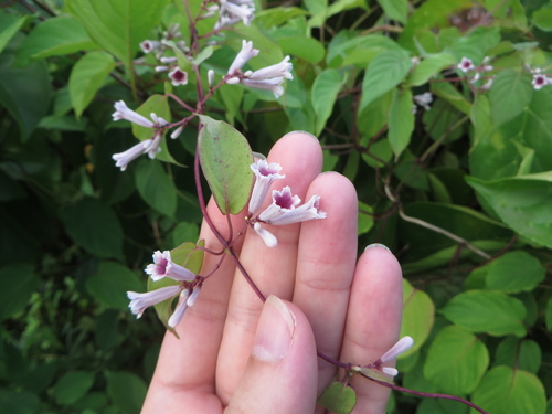 Image of Paederia cruddasiana by (c) Ben Machado, some rights reserved (CC BY)