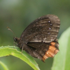 Gyrocheilus patrobas patrobas