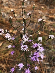 Liatris patens