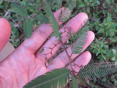 Aeschynomene americana