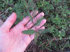 Aeschynomene americana