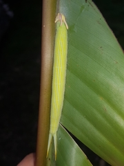 Opsiphanes tamarindi tamarindi