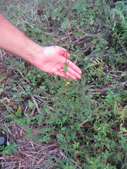 Aeschynomene americana