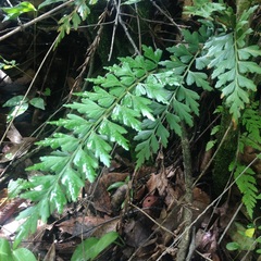 Asplenium praemorsum