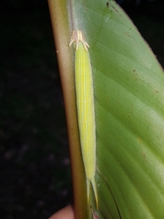 Opsiphanes tamarindi tamarindi