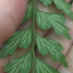 Asplenium praemorsum