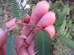 Aeschynomene americana