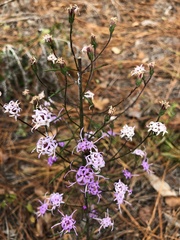 Liatris patens