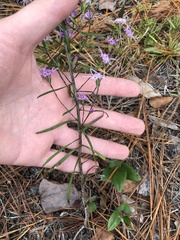 Liatris patens