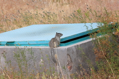 Otospermophilus variegatus