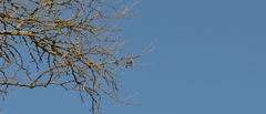 Polioptila dumicola