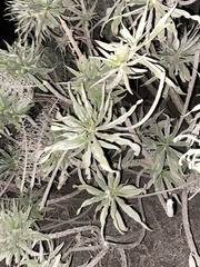 Tournefortia gnaphalodes