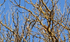 Polioptila dumicola