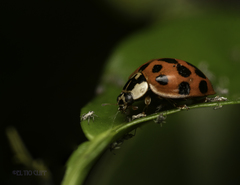 Harmonia axyridis