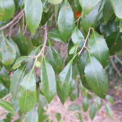 Elaeocarpaceae