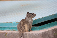 Otospermophilus variegatus