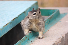 Otospermophilus variegatus
