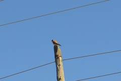 Falco sparverius