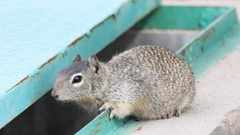 Otospermophilus variegatus